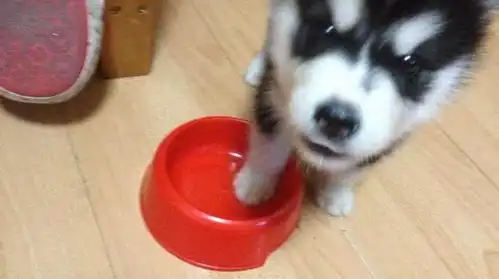 各种惩罚二哈的方法,简直是累成狗,这画面笑喷人
