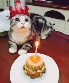 你知道吗,猫咪也是需要过生日的

