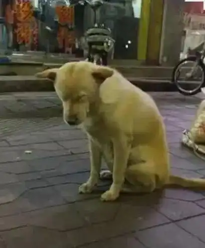忠诚土狗,陪女主人熬夜卖菜,打瞌睡的样子让人心疼
