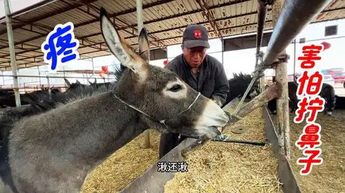 驴修蹄先拧鼻,倔驴修蹄拧鼻子搞定,到底是啥原因
