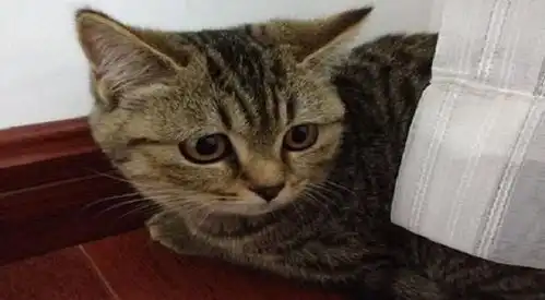本土的狸花猫,为啥养它的人很少,你了解过吗
