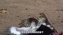 飞禽鸟类搞笑高清正版视频在线观看
