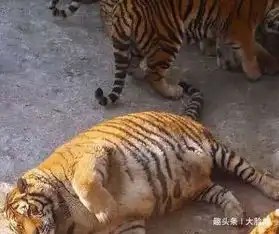 搞笑gif我开会你睡觉,实在是忍无可忍了
