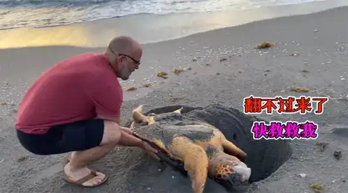 海龟被困沙滩上,好心男子上前救助,这姿势太搞笑了
