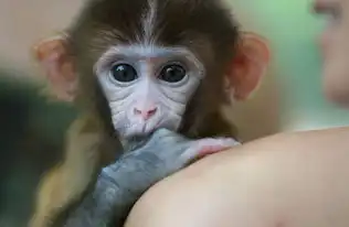 正规养殖场买到日本柚珍石猴小猴子宠物石猴猴子多少钱一只
