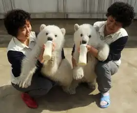 2011年度最萌动物搞笑图片图片
