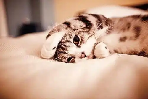 唯美微信背景萌猫咪图片喵星人的搞笑日常
