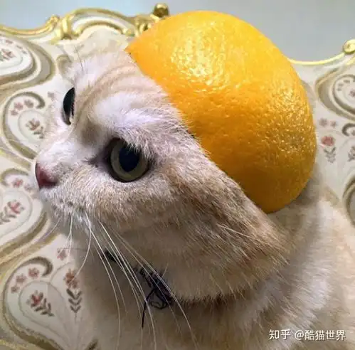猫咪戴着橘皮帽子的搞笑照片

