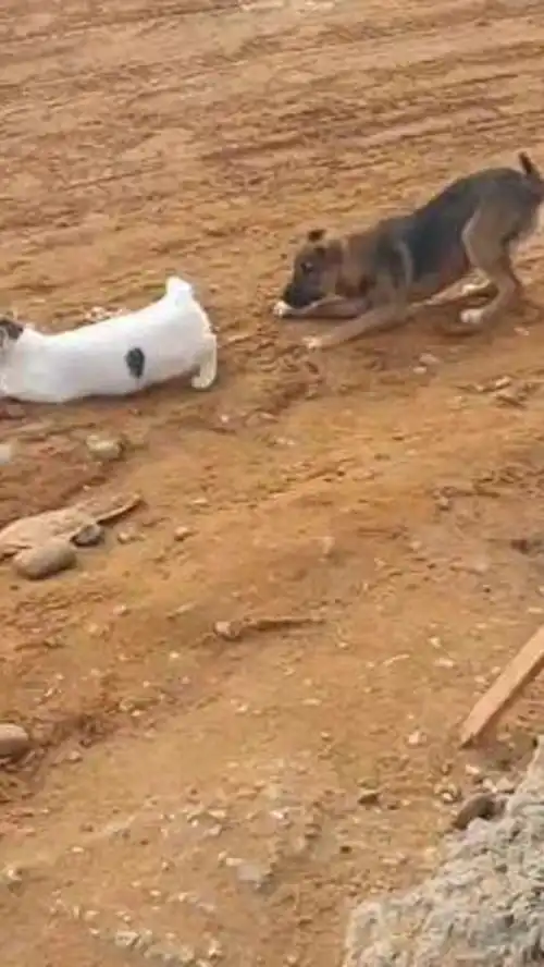 激萌动物家养宠物爆笑动物橘猫狸花猫
