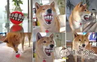 给我狗买了个玩具天天看这魔性的脸搞笑图片
