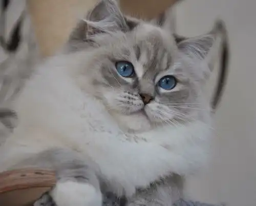 图谱布偶猫有哪些颜色及花色dollgarden深圳布偶猫舍
