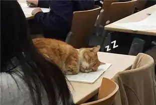 女生带猫去上课,听讲不到五分钟,喵星人的举动就引起了老师不满
