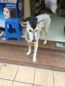 这是一个被理发师行业耽误的艺术家
