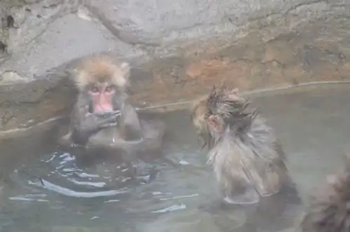别宅啦日本猴子都在泡温泉边泡边吃烤红薯简直是猴生赢家
