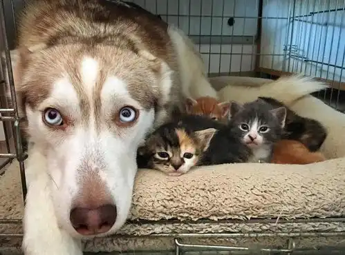 橘猫产10只崽,把家里二哈搞疯了
