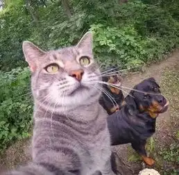 猫咪和狗狗的图片搞笑可爱我们彼此相爱就是为民除害

