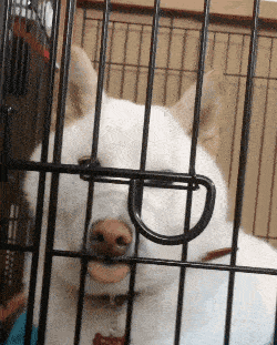 搞笑gif段子猪做梦也没有想到,还坐了一次这车
