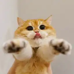 幽默图片搞笑段子小猫咪吃胖了会变成什么会变成海豹的
