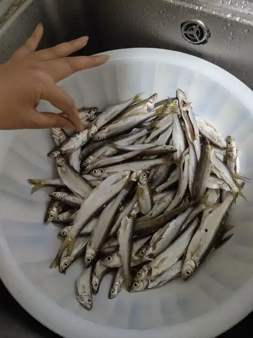 有人喜欢钓大鱼,有人喜欢钓小鱼聊聊夏天浮钓白条鱼的几大重点蚯蚓钓饵垂钓网易订阅

