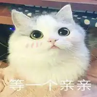 猫咪乖巧表情包微信头像图片大全
