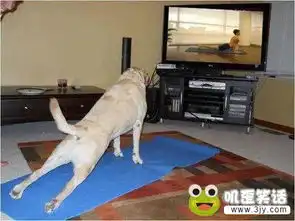 一直塑身成功的狗狗搞笑图片
