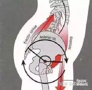 肚腩肥胖搞清楚腹部突出的类型
