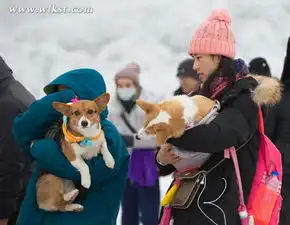 狗年献给狗狗们的感恩特别礼物上仙女山玩雪够好玩
