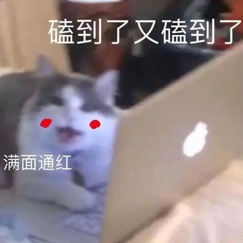 猫猫表情包合集你是猪头吗
