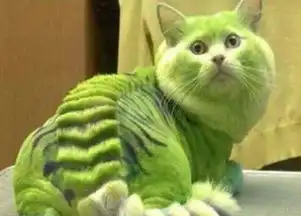 千奇百怪的猫咪造型
