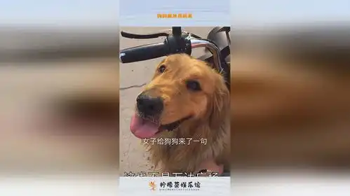 狗狗坐车真搞笑
