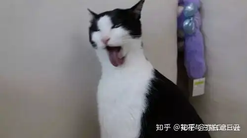 你有没有有趣的猫咪照片分享
