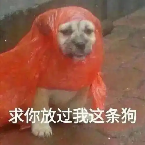 微信头像千万不要用狗狗,不然哈哈哈哈笑死
