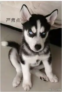 抱在一起亲亲嘴吧搞笑动物图片qq表情党
