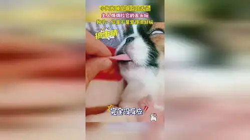 小狗狗睡觉喜欢吐舌头,主人悄悄拉它的舌头玩,狗子你是不是觉得很好玩
