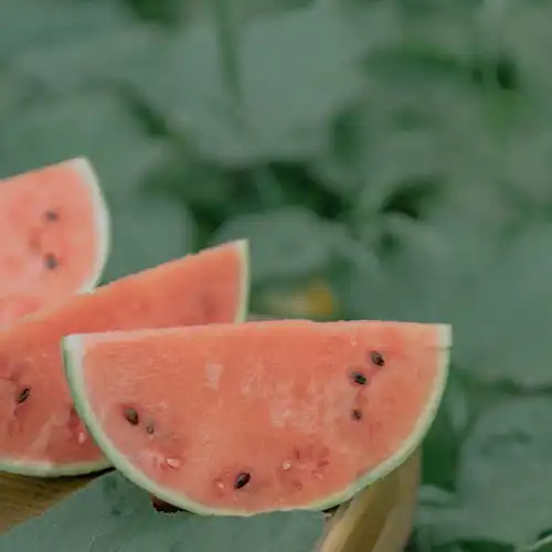绿色护眼背景图初夏未满,贩卖绿色的快乐
