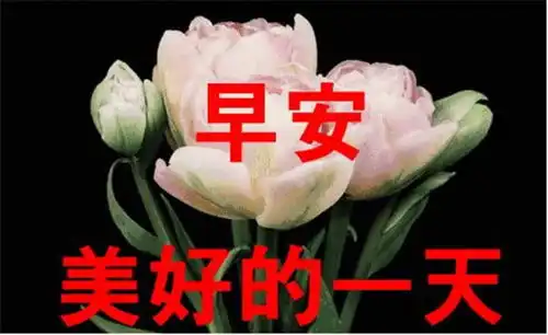 别人给你发早上好,怎么幽默回复
