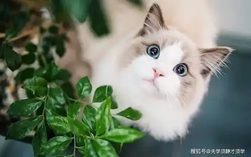 幽默笑话姐姐带我去相亲,她送了一件皮衣让我穿,我感动坏了

