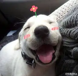 给我几张搞笑狗狗照片,,,,

