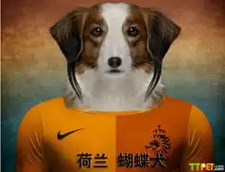 比利时摄影师拍足球狗狗
