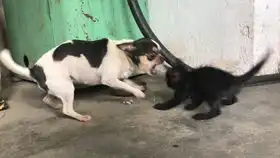 恐怖音乐配上猫的画面,坚持看到最后你会发现有趣的灵魂
