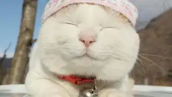 罗小白小苹果
