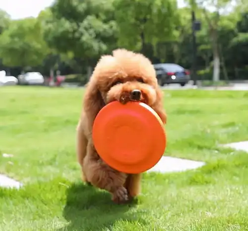 泰迪犬最喜欢对主人做的6件事,有没有全中的
