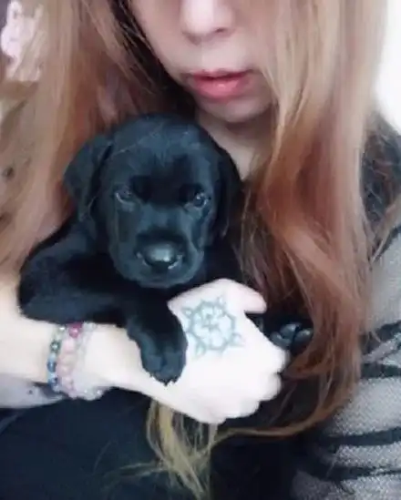 网友领养了一只短腿小黑狗,半年后,它竟变成长腿大鼻狗
