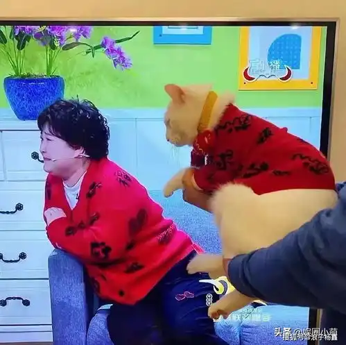 贾玲春晚居然和小狗撞衫,成龙劝架战狼叶问,易烊千玺戴假发
