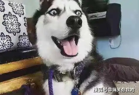 开心一刻笑话和老婆结婚五天了,现在都十点多了,老婆还没回家
