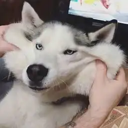可爱搞怪的狗狗萌宠系列头像
