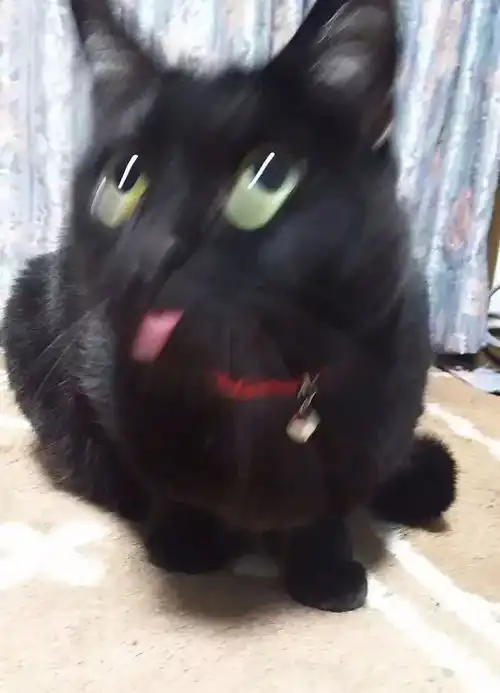不知道为啥,莫名的就喜欢铲屎官把猫拍糊的那些沙雕照片
