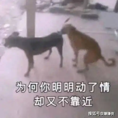 搞笑表情包大全一组看了就莫名其妙傻笑的图片
