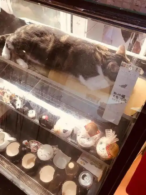 铲屎官去买蛋糕,结果发现猫咪在货架上
