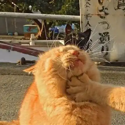 用了这组猫咪情侣头,每天骂架都骂不起来...
